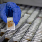 Estudo da USP vê ligação entre álcool e risco de demência - 09/04/2025 - Equilíbrio e Saúde